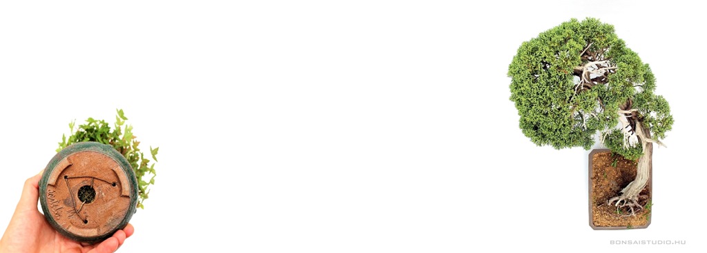 bonsai vasarlas akcio kinalat rendeles elado bonsaj marczika studio